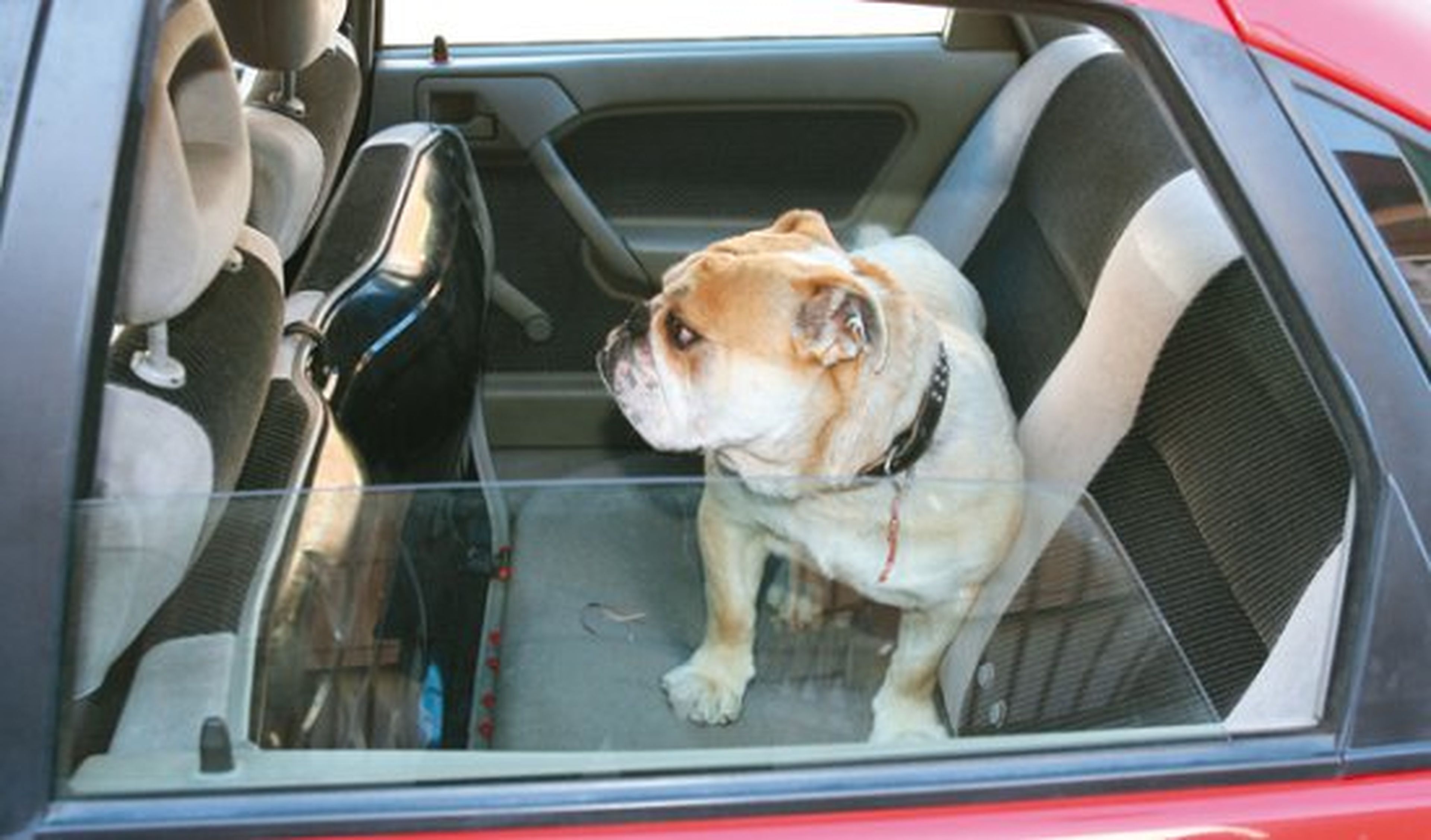 El bulo de la ventanilla y el perro encerrado en el coche