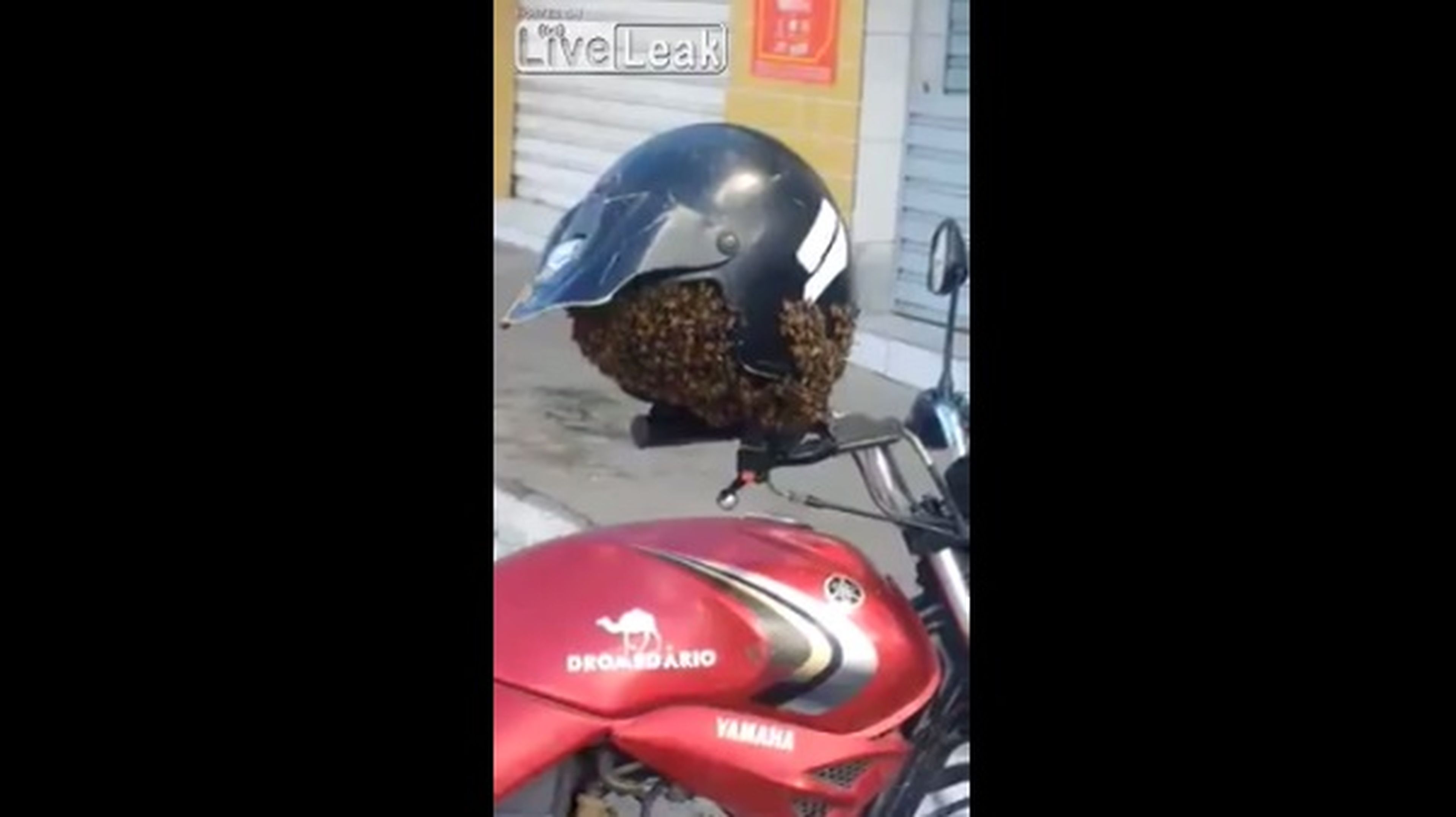 Vídeo: Unas abejas devoran un casco de moto en plena calle