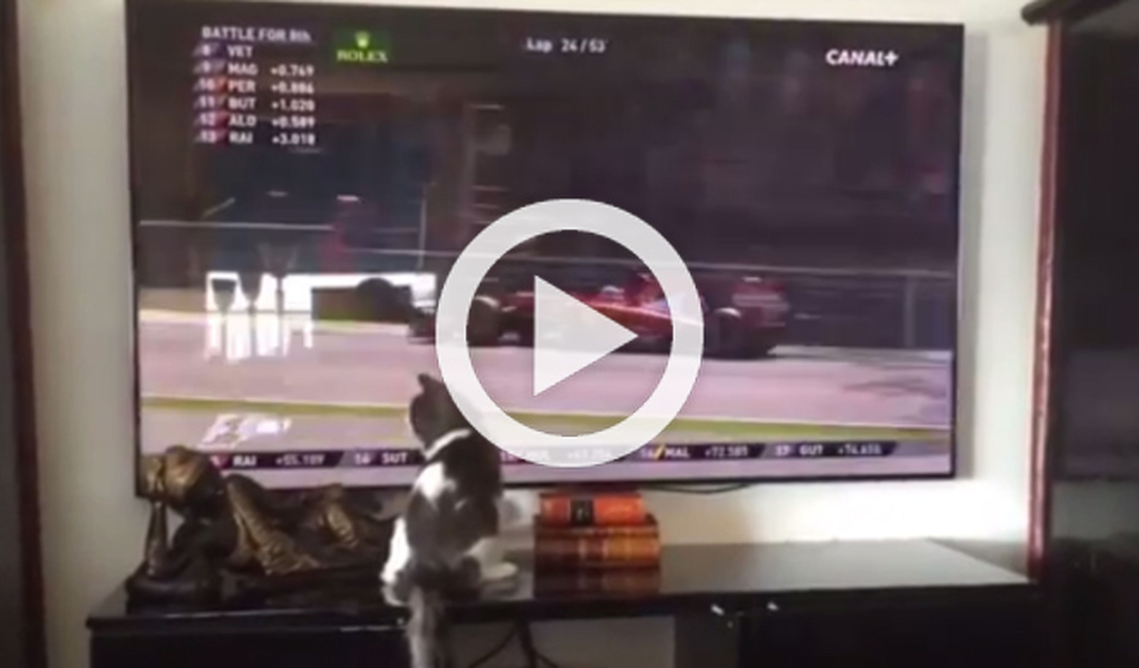 Un gato que ve Fórmula 1