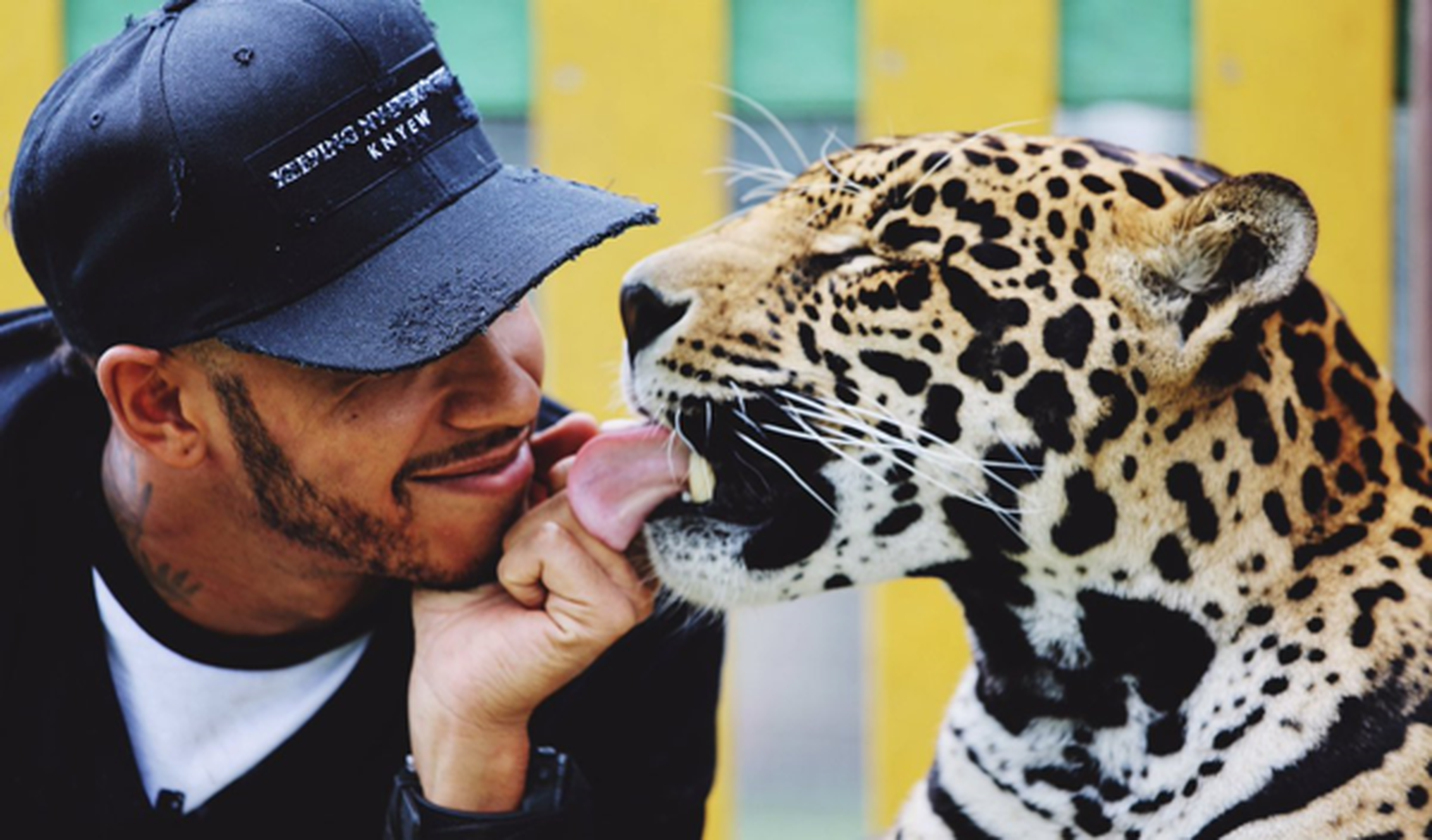 Lewis Hamilton visita a los tigres de una fundación en México