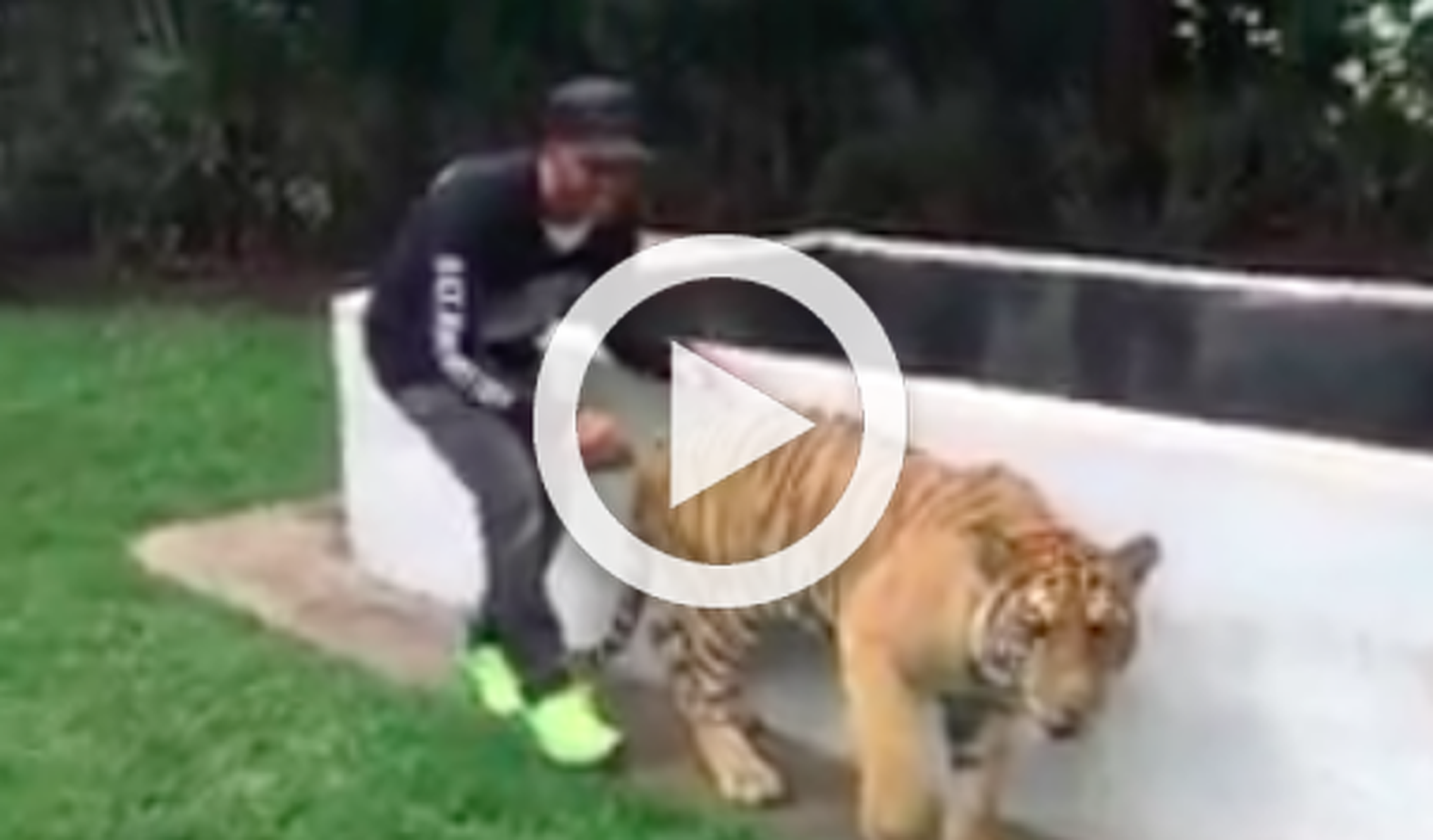 Vídeo: la última locura de Lewis Hamilton con un tigre