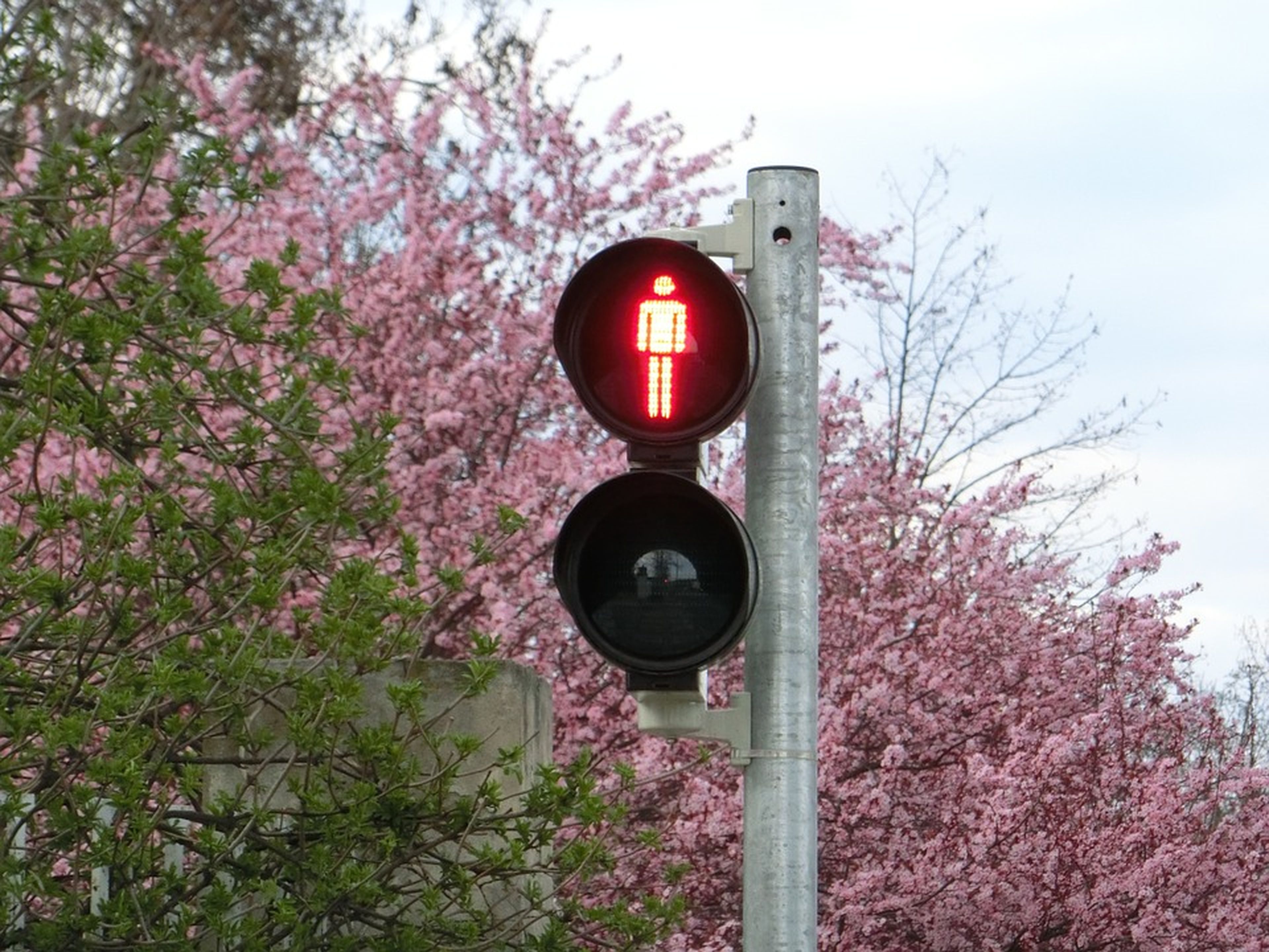 Semáforo rojo peatones