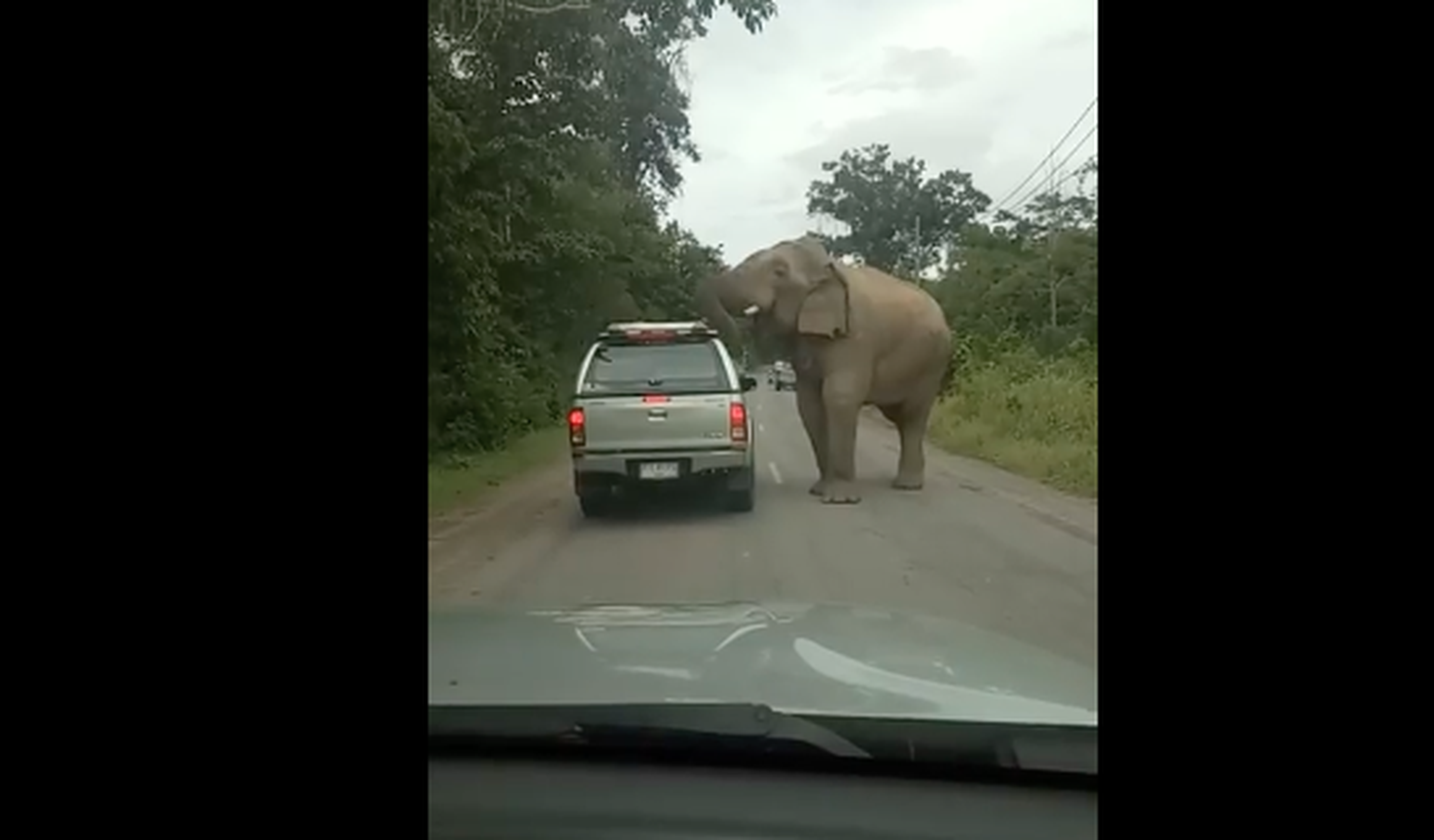 Elefante ataca coche