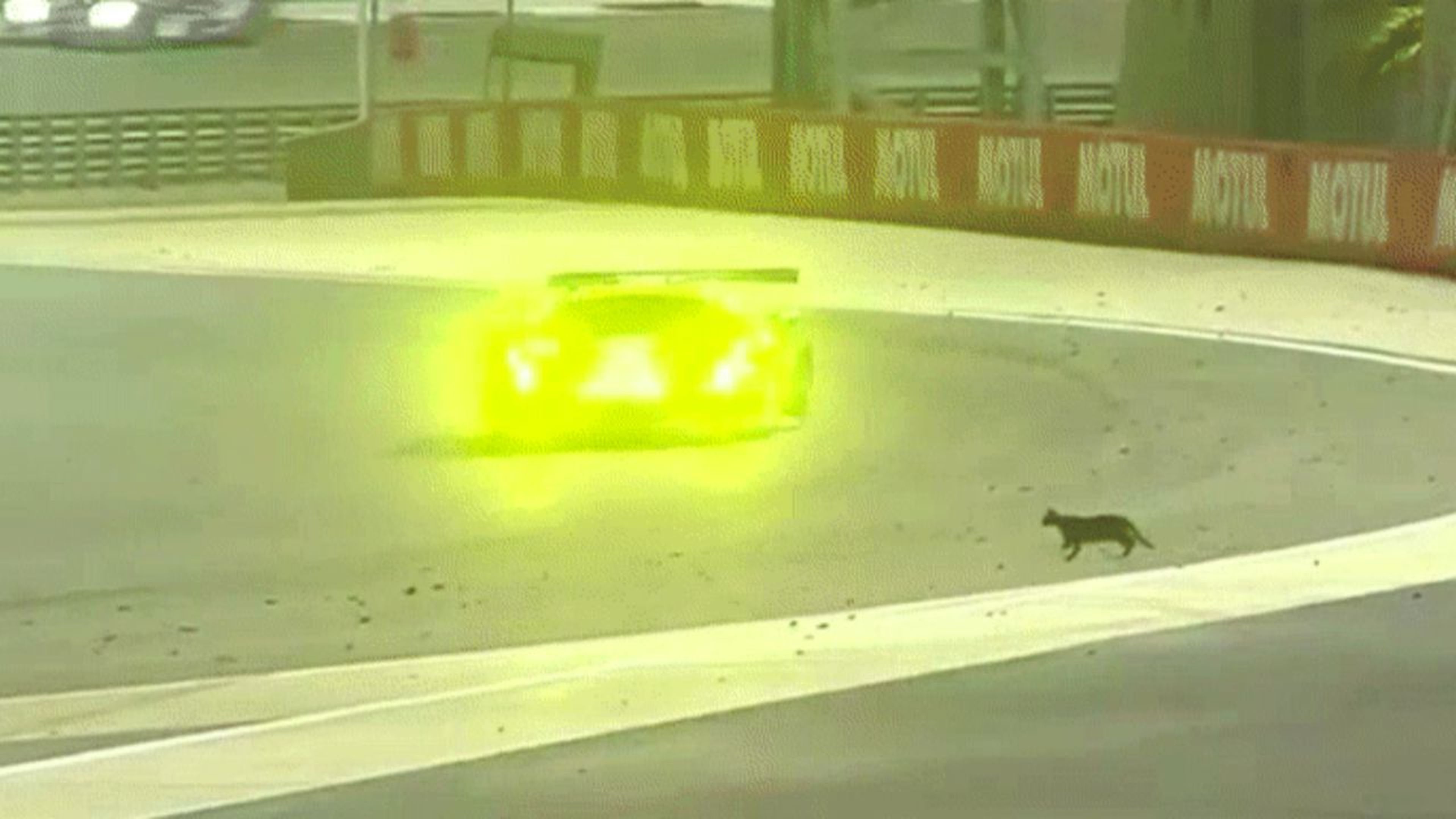 Un gato en el Circuito de Bahréin