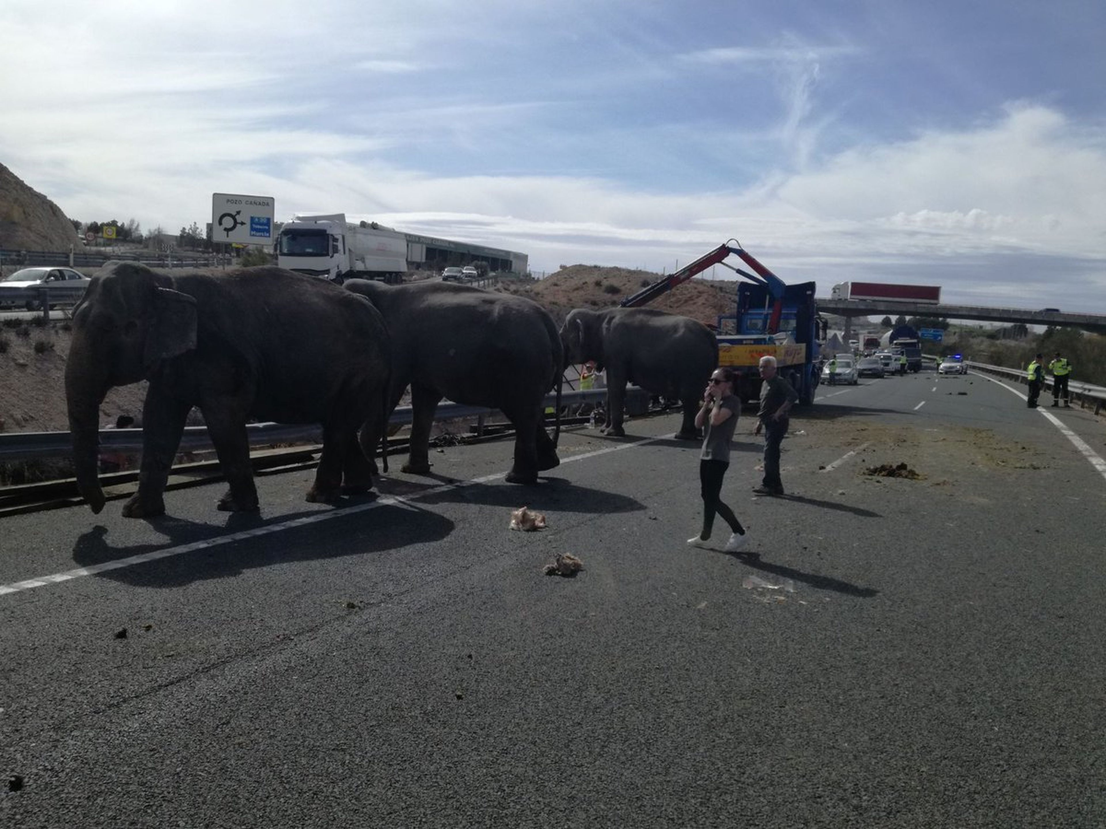 Elefantes en carretera de Albacete