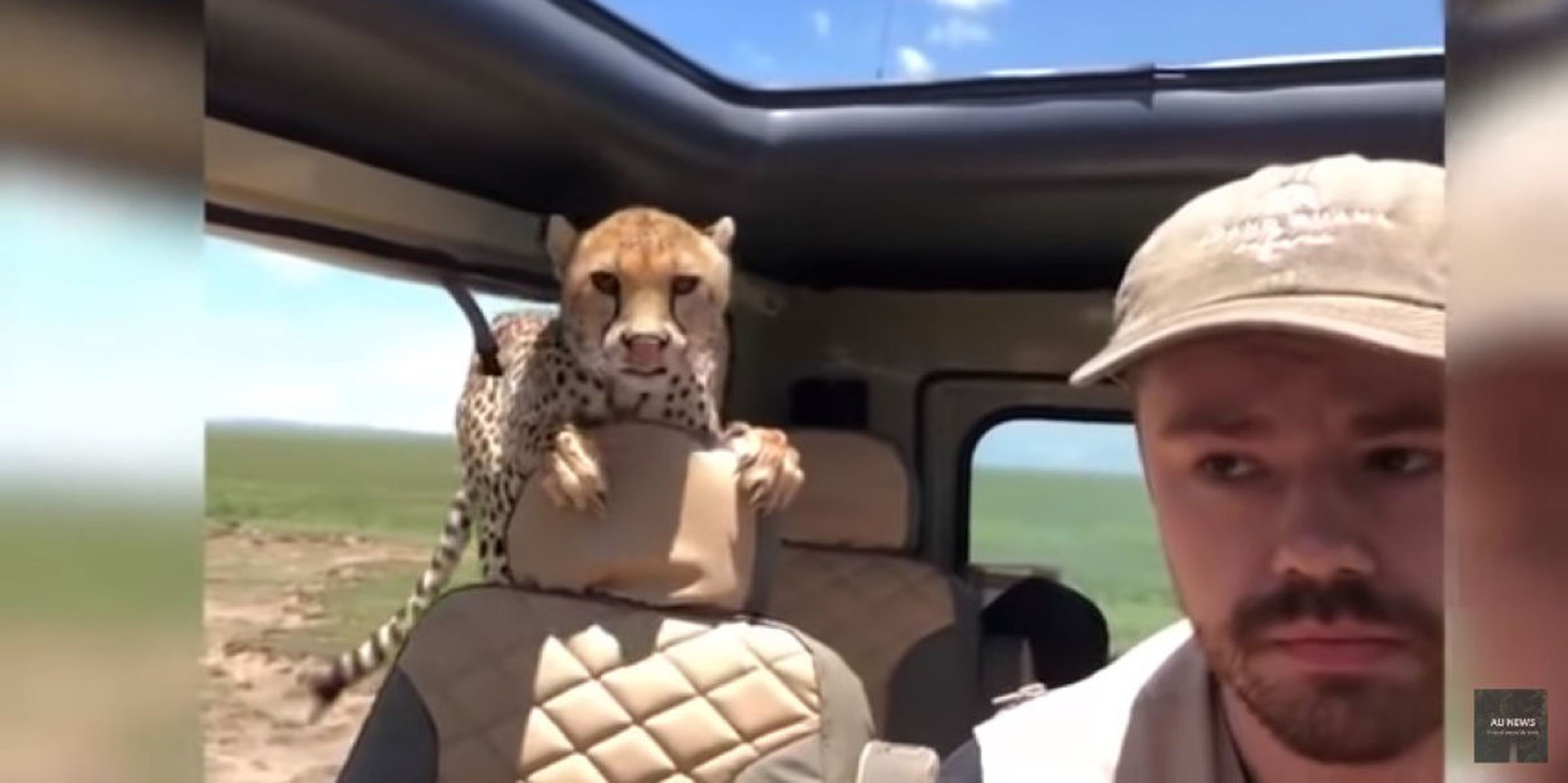Un guepardo en el coche