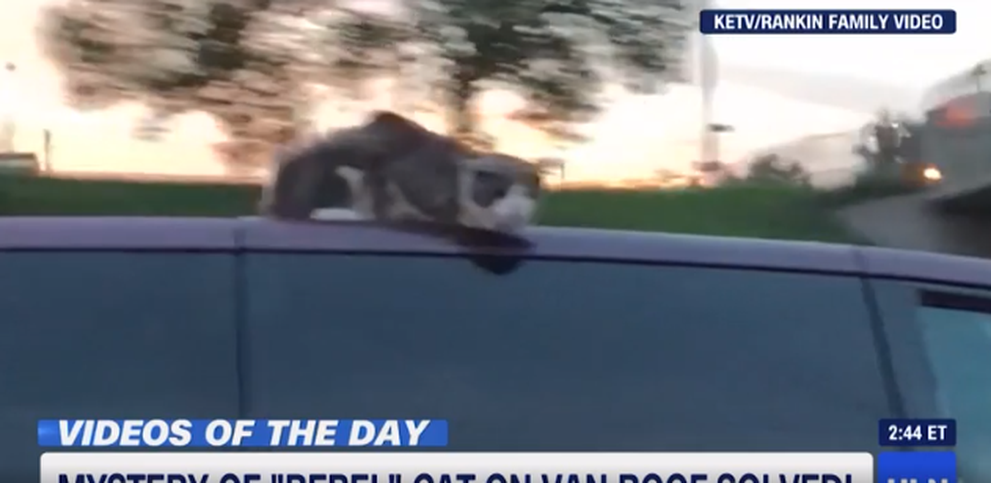 VÍDEO: Este cato sobrevive a ir en el techo del coche a 100 km/h