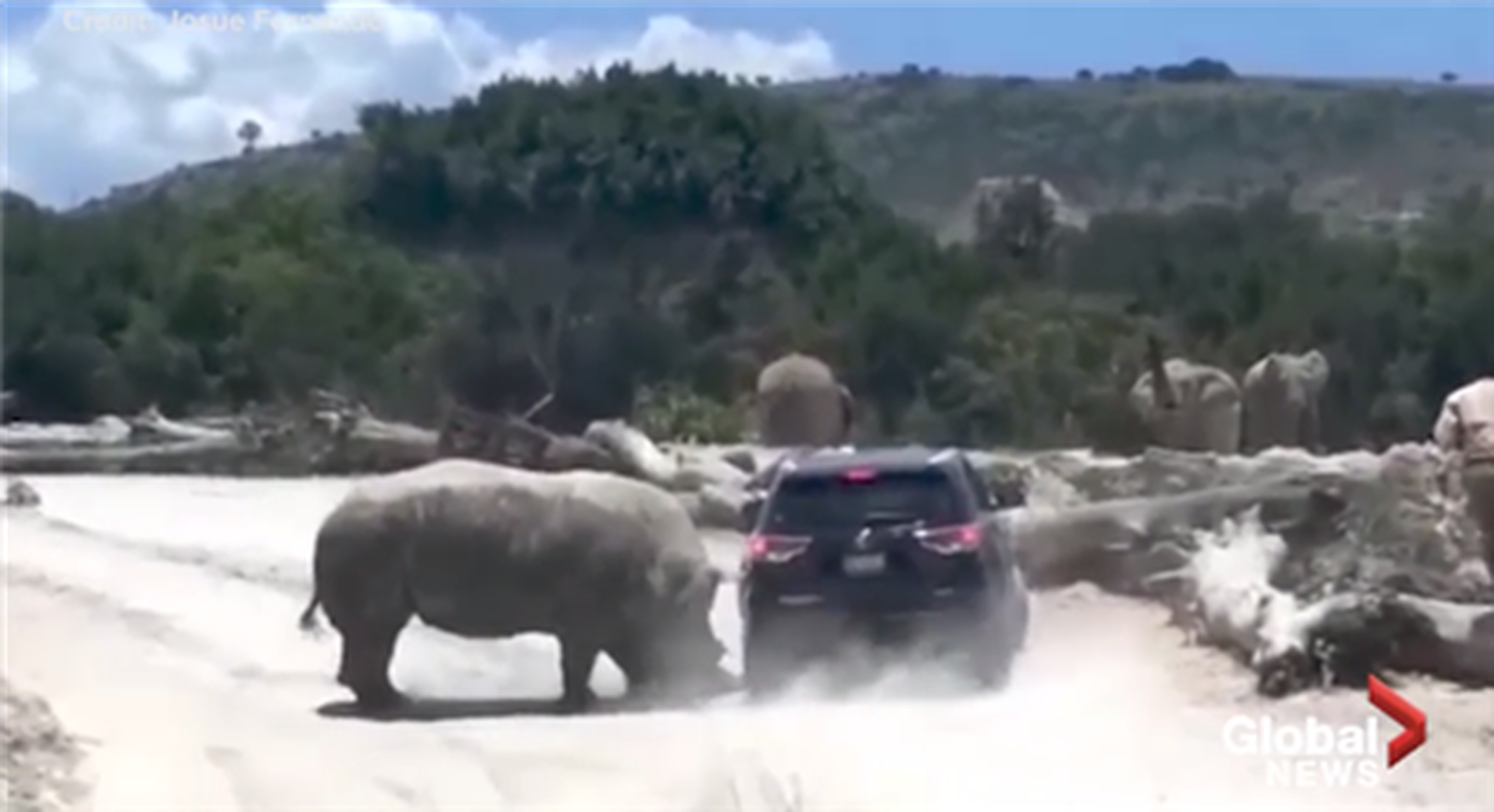 Un rinoceronte gigante embiste a un SUV en un safari park