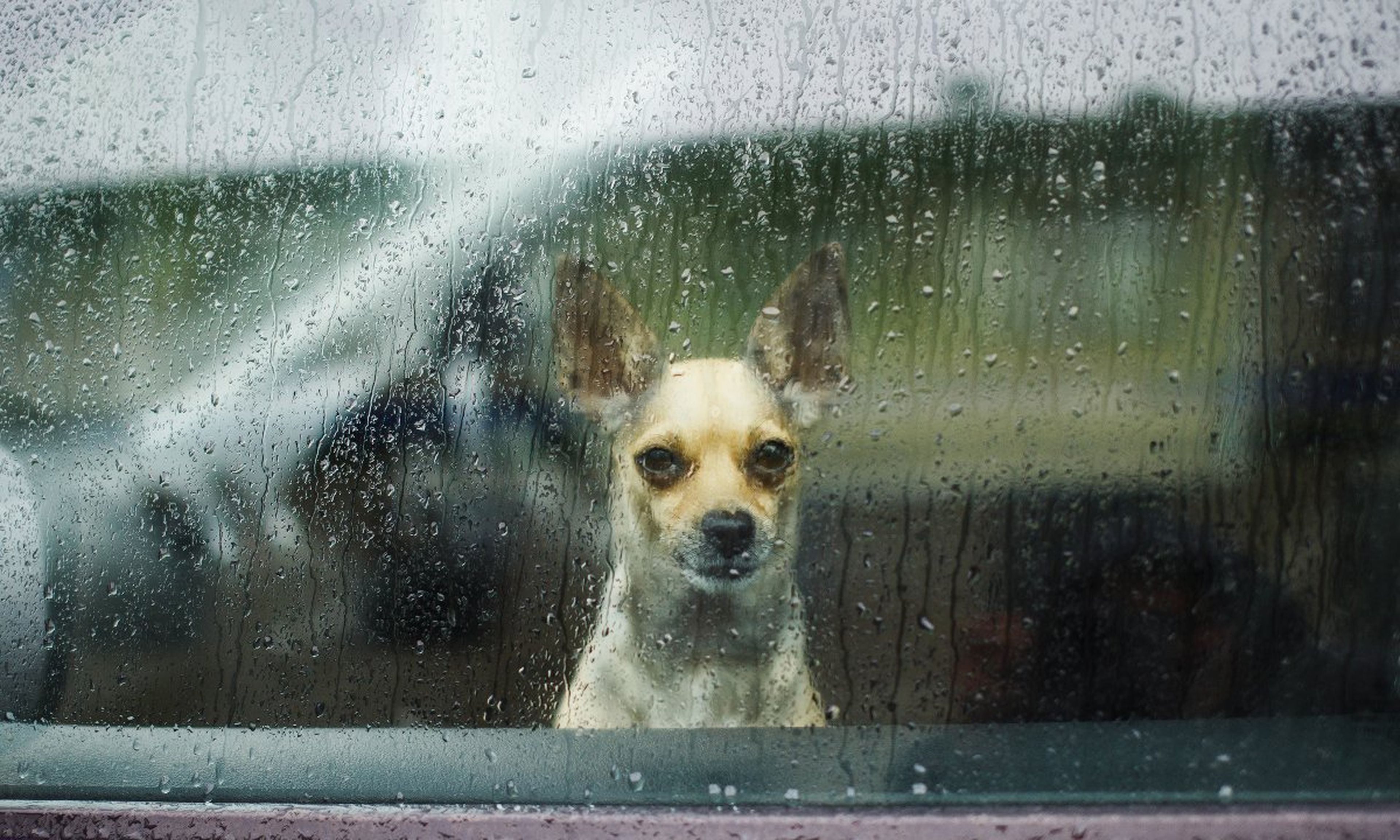 Un perro chihuahua observa la lluvia desde un coche