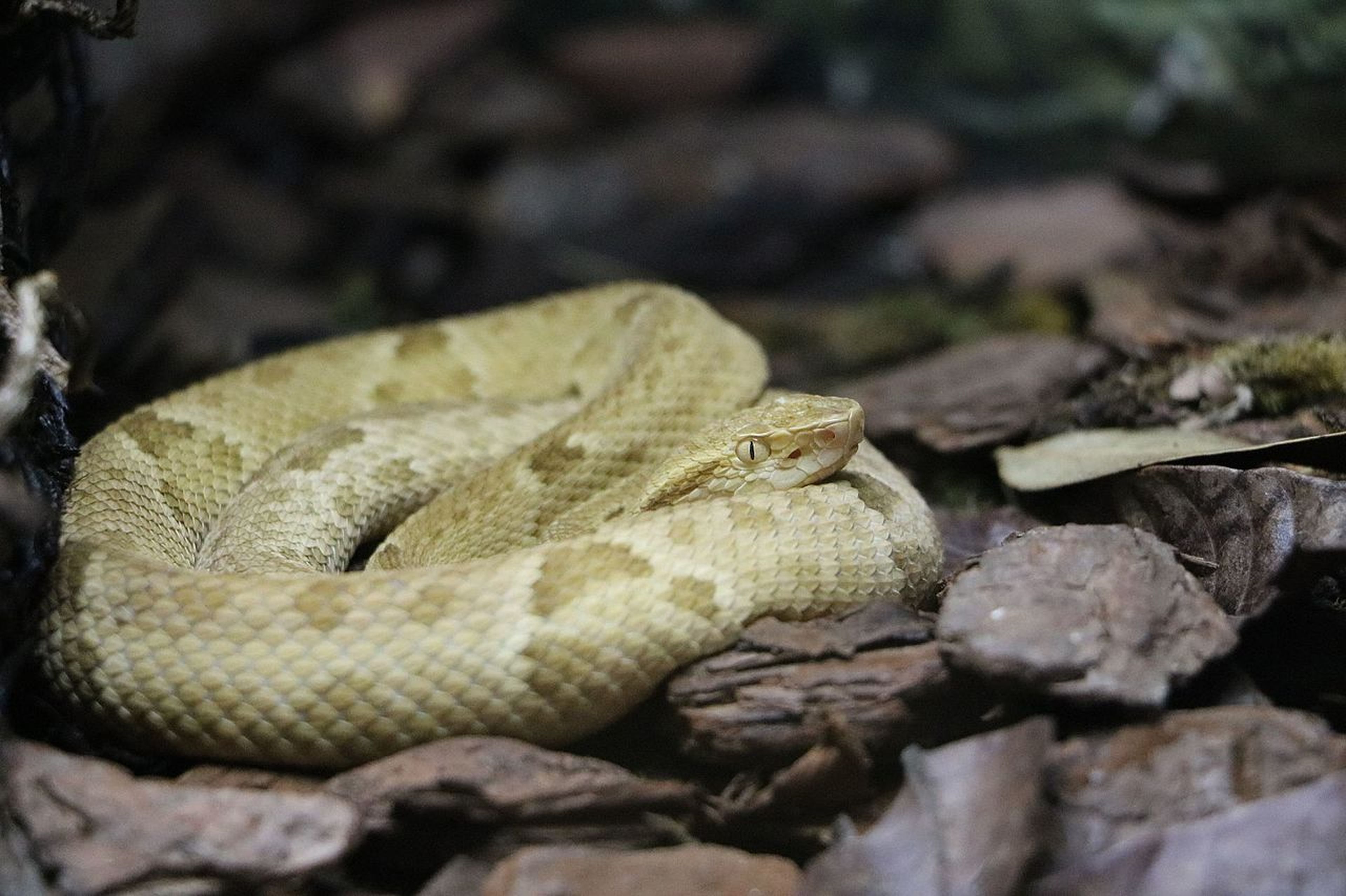 Brothrops insularis, la serpiente más venenosa del mundo