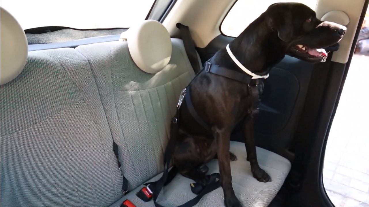 Culpa víctima bueno La DGT da los dos consejos clave para viajar en el coche con tu perro --  Autobild.es