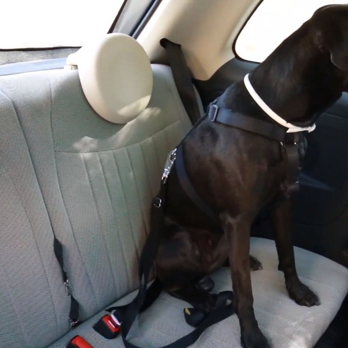 Cómo viajar con tu perro en el coche este verano