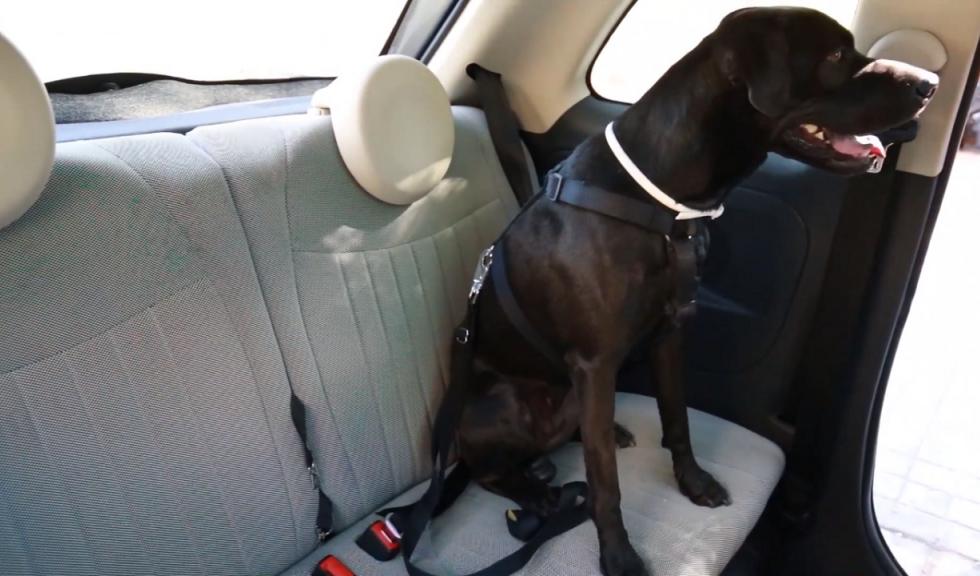 Resumen de 34 artículos: como llevar perro en el coche [actualizado recientemente]