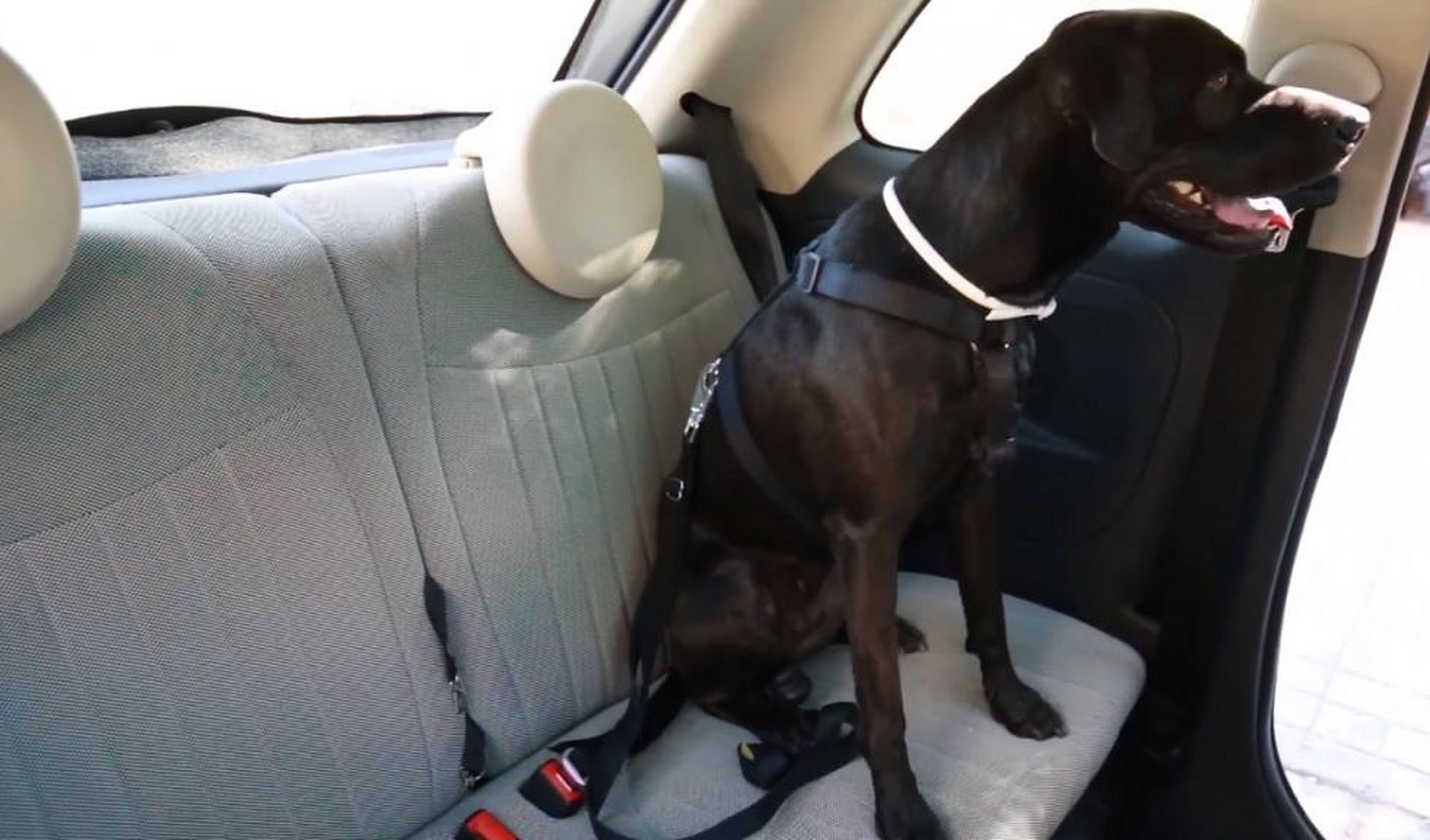 Cómo se lleva al perro en el coche de forma segura