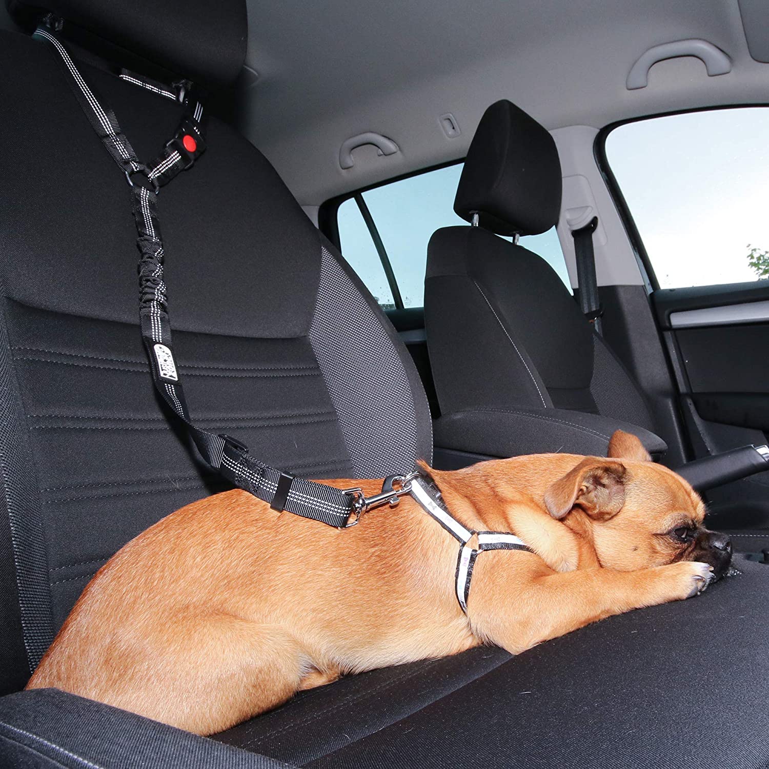 Empuje hacia abajo Vegetales Descuido Este es el cinturón de seguridad definitivo para viajar con tu perro en el  coche, con un precio mínimo -- Autobild.es