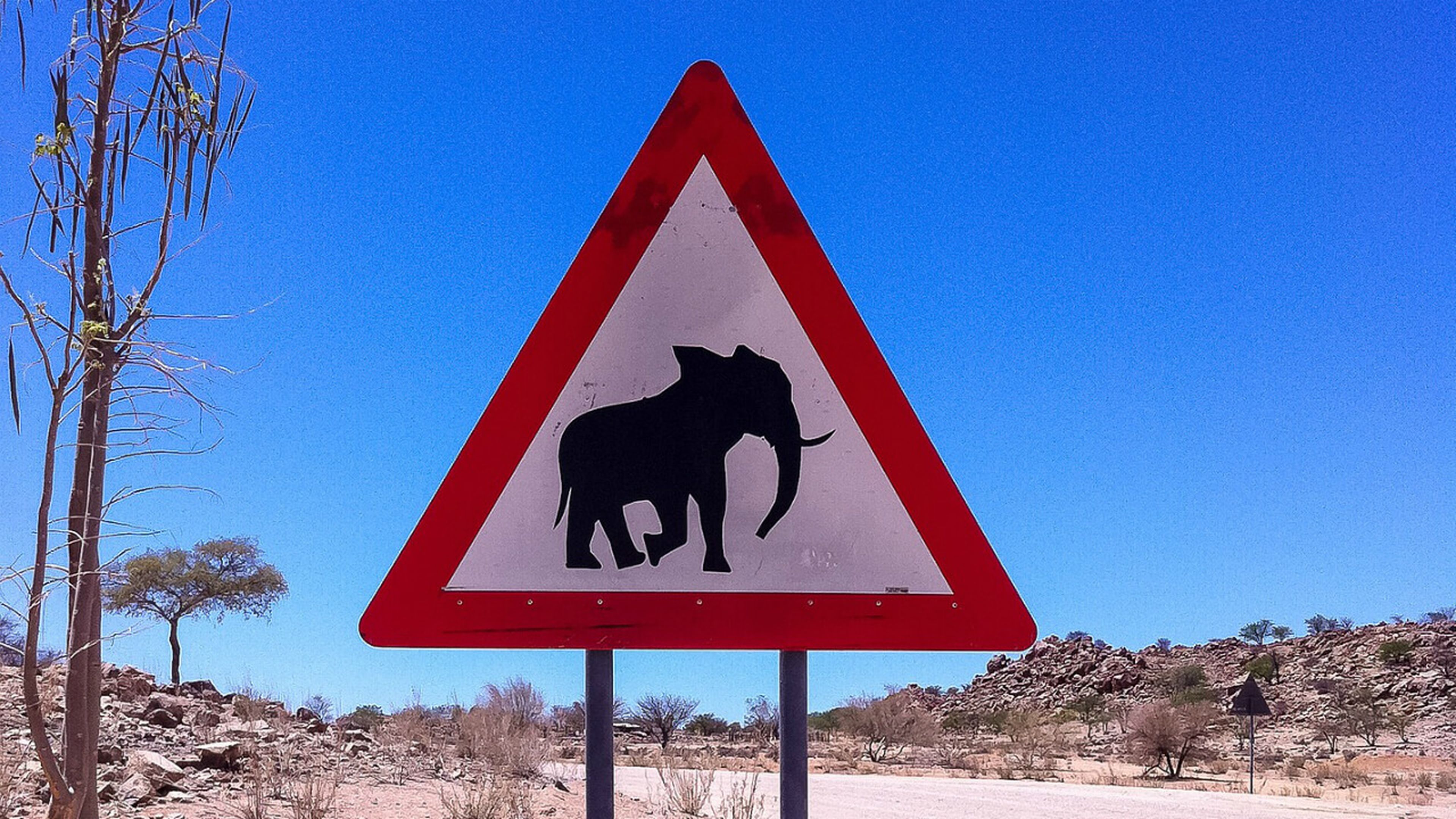 Qué es el efecto elefante en un accidente y por qué es tan peligroso