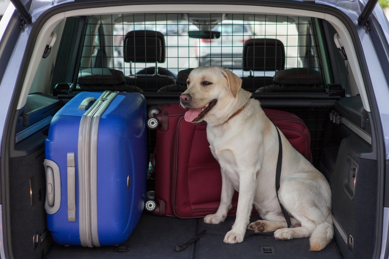 La DGT pregunta, ¿sabes dónde y cómo llevar a tu mascota en coche?