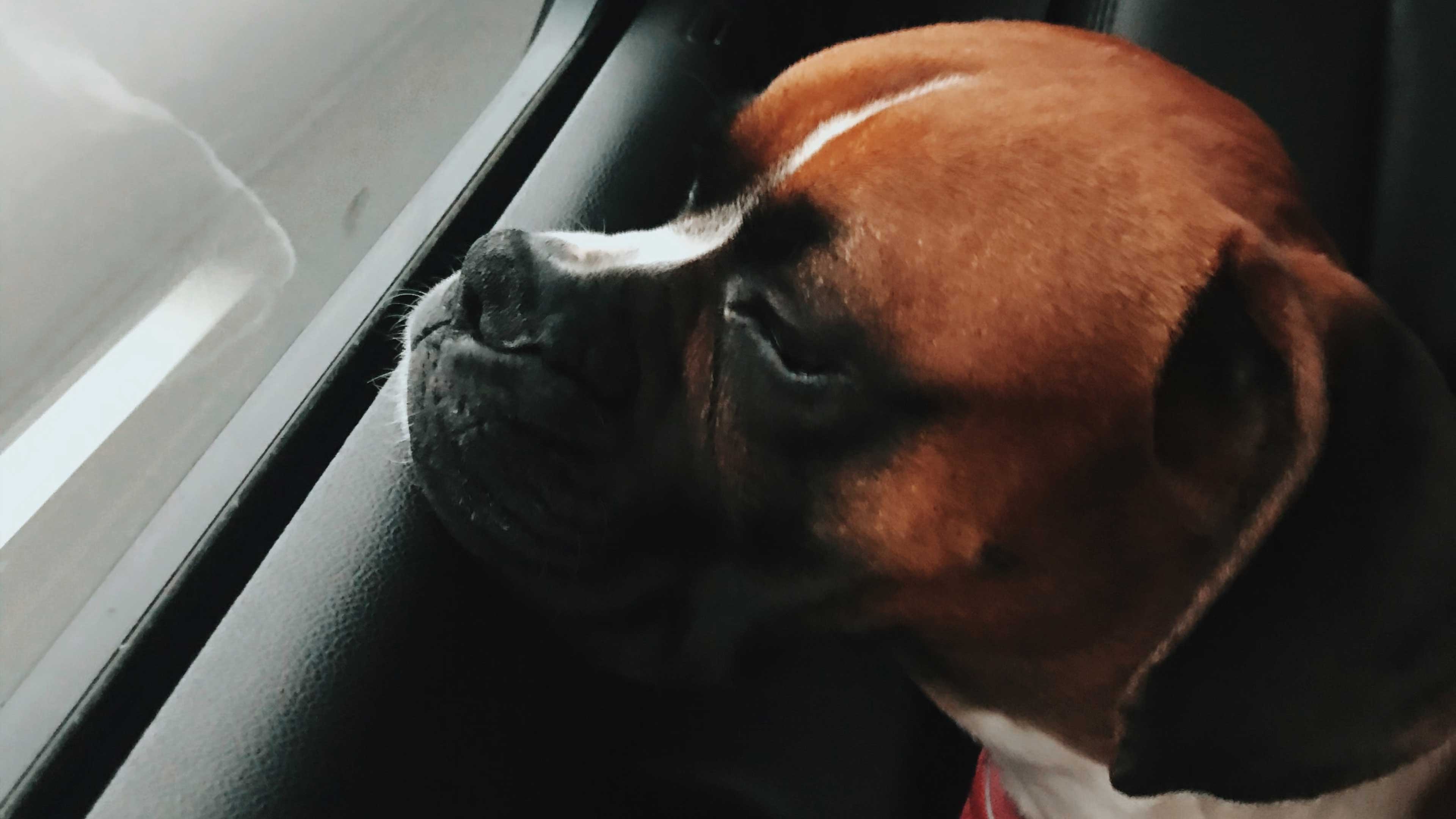7 Accesorios básicos para viajar en coche con perro - Pinna the corgi