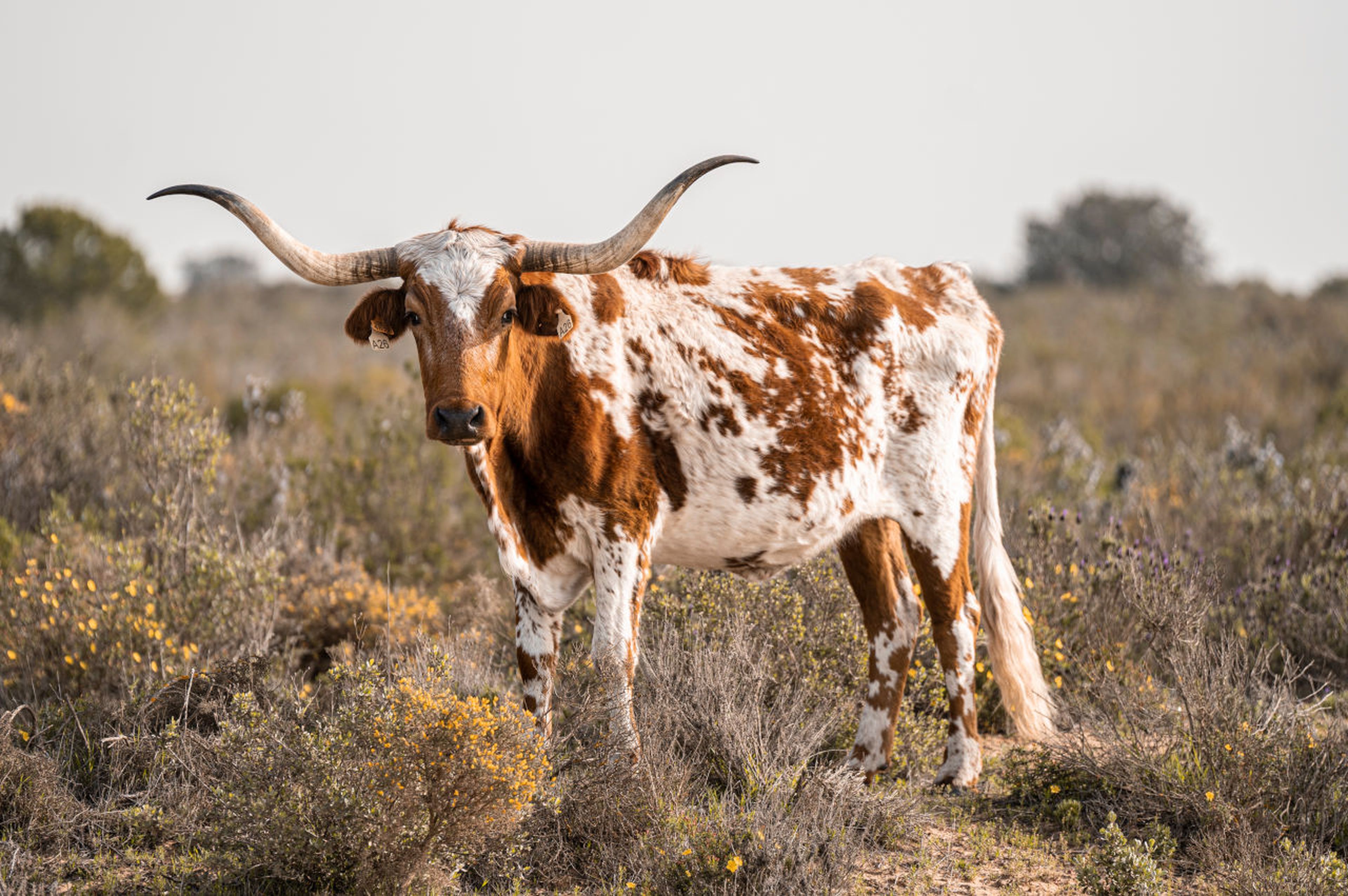 Una mostrenca, vaca cuernilarga autóctona de Doñana.