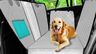 ¿Nueva Ley De Bienestar Animal Cambia Tu Responsabilidad En Atropellos? - 308qh6z