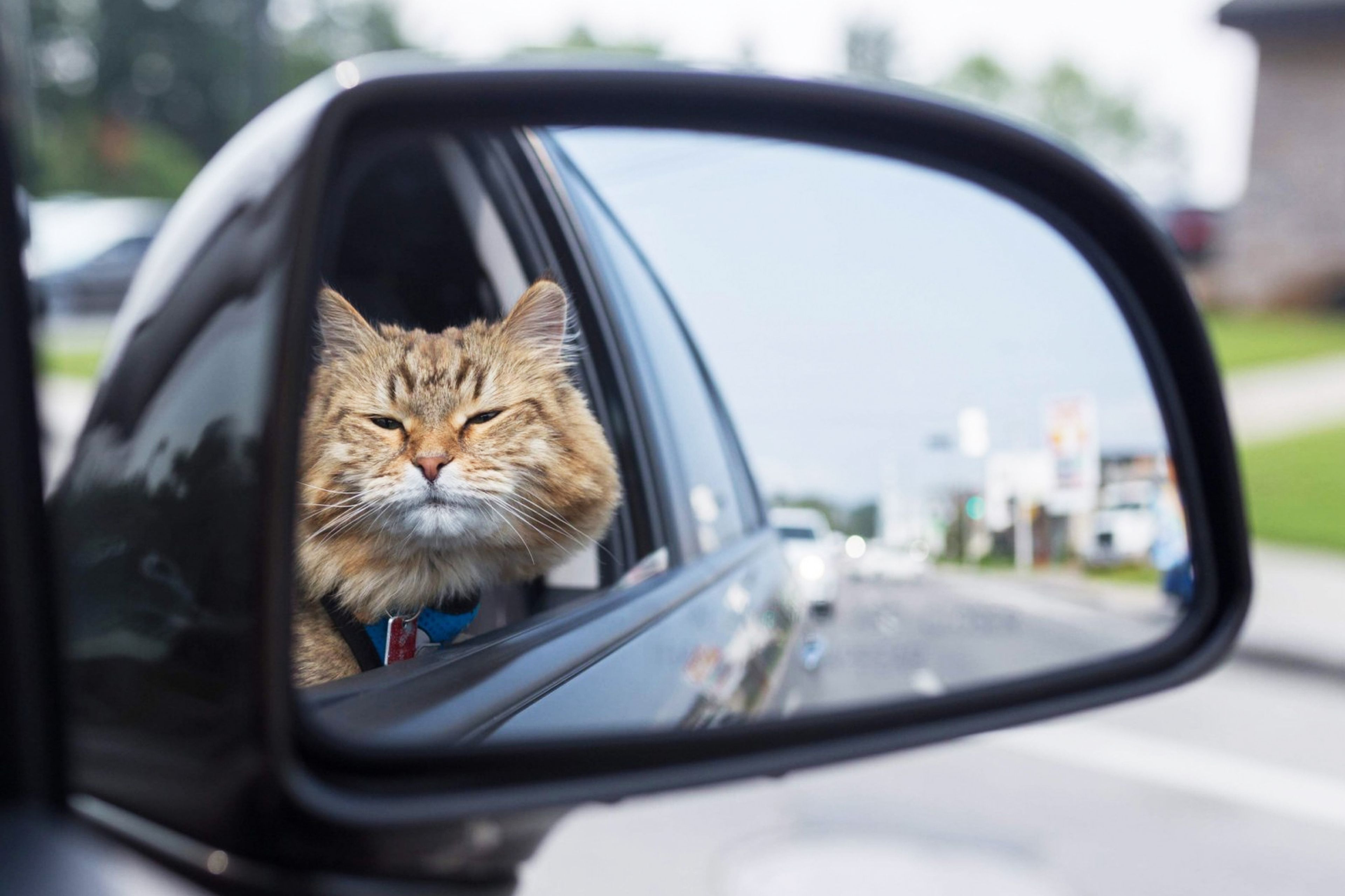Gato viajando en coche