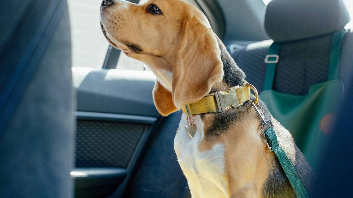 Viaja en coche con tu perro de forma segura. - Gublog - ¿Alguna vez te has  planteado qué riesgos corre tu perro en caso de accidente al viajar en coche?  Te informamos