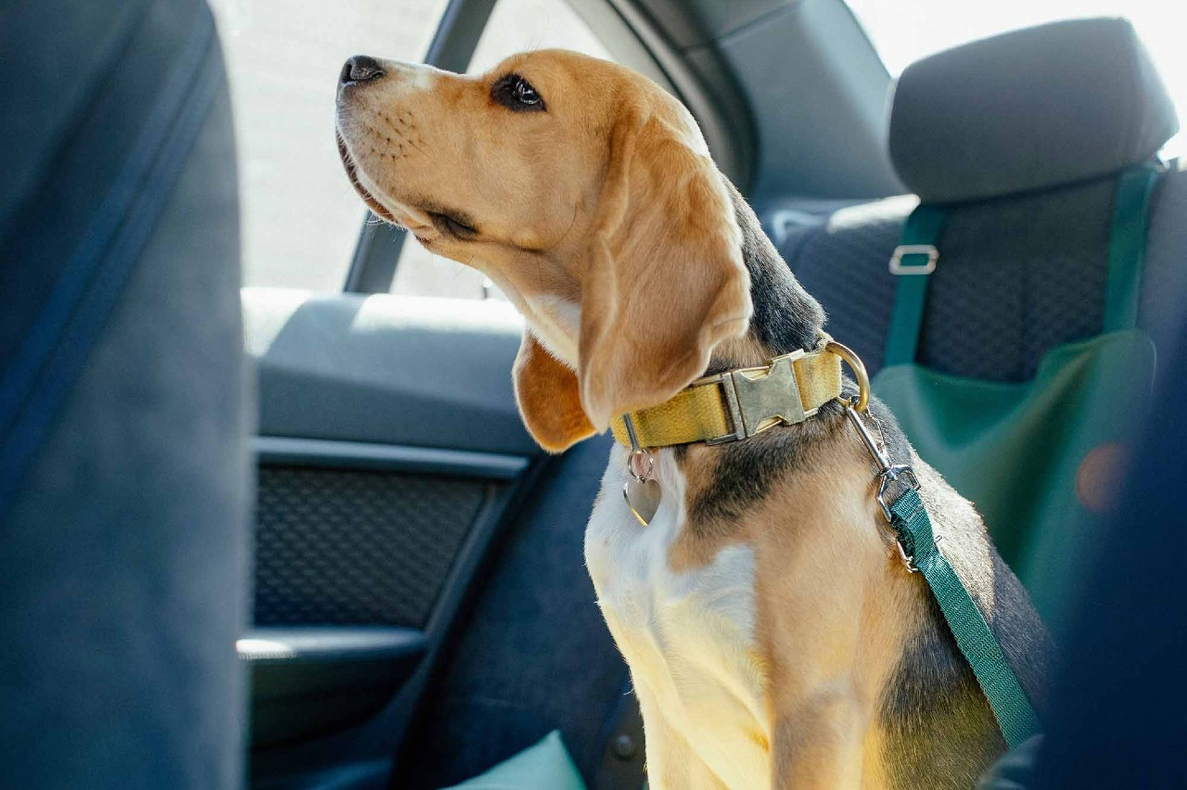 Por qué sujetar correctamente tu perro en el coche