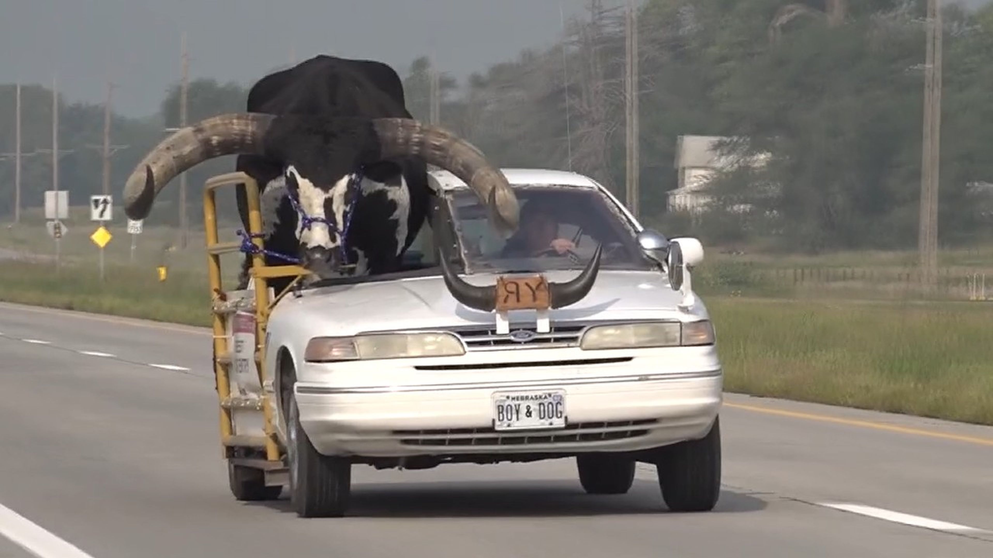Hombre conduce con un toro watusi de copiloto