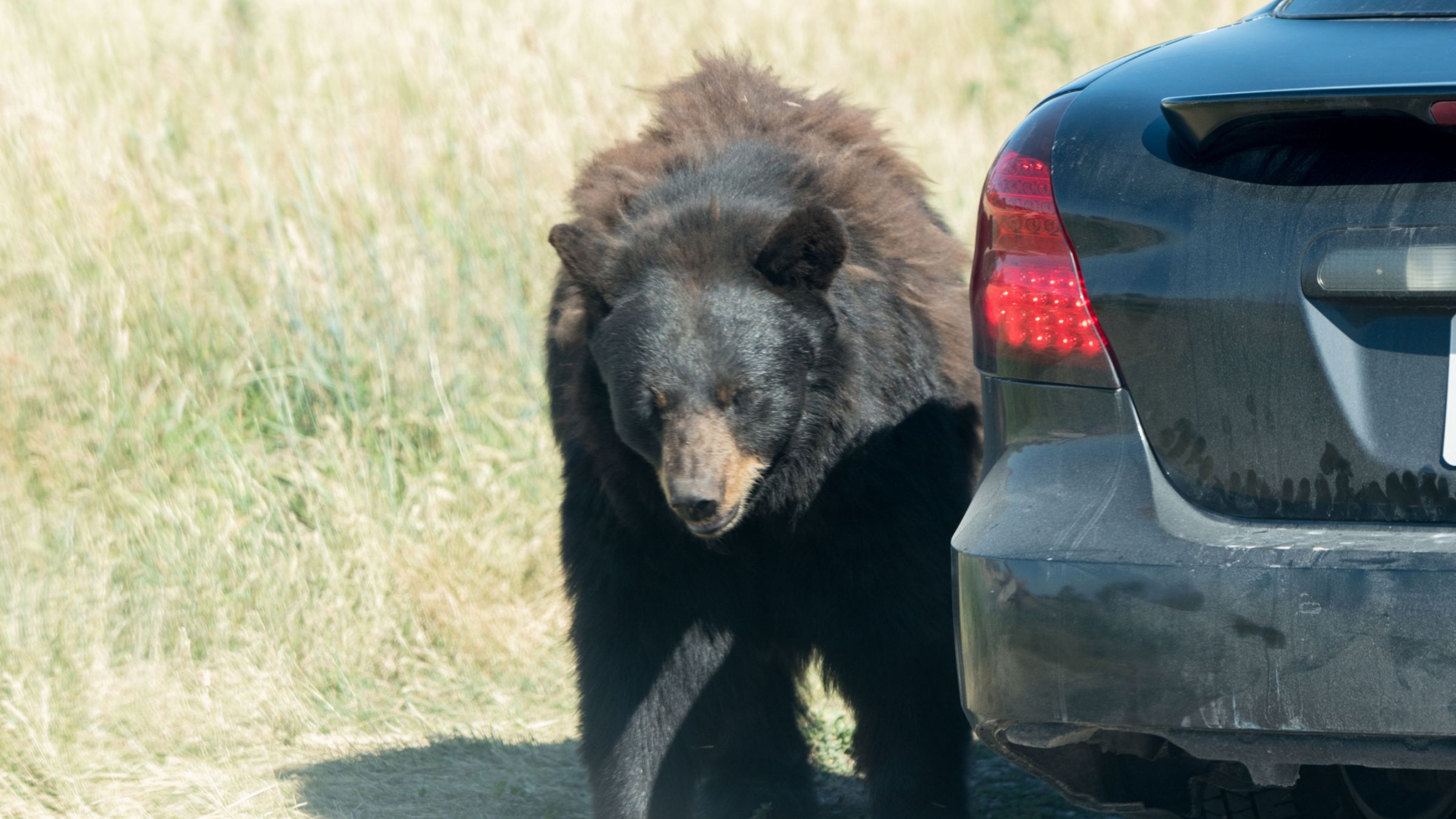 Unos osos abren sin esfuerzo unos coches que estaban aparcados en la calle y causan terror en el vecindario