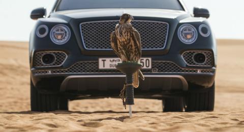 Bentayga Falconry Bentayga Falconry