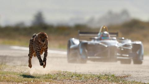 Fórmula E vs guepardo